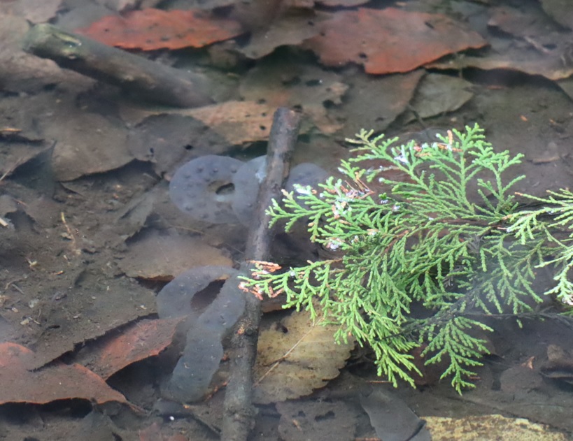 里山Y 山の中のひっそりとした水溜まり トウキョウサンショウウオの卵塊2_2022年3月24日16時30分頃_気温13度